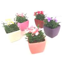 Renkli Mini Plastik Saksılı Çiçek Dekoratif Çiçek 3 Adet Birden)